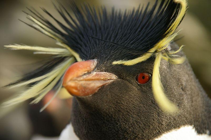 800px-Falkland Islands Penguins 88