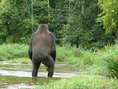 gorilla in water