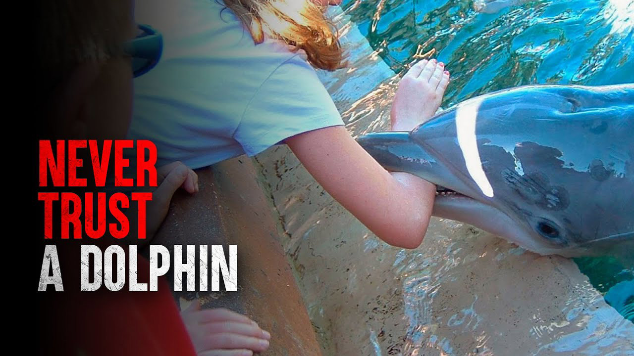 delfin 1 - Copy
