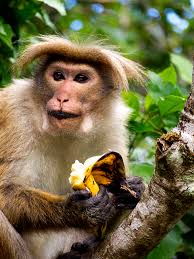 affe bananen