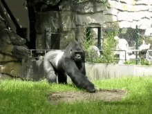 gorilla wurf - Copy