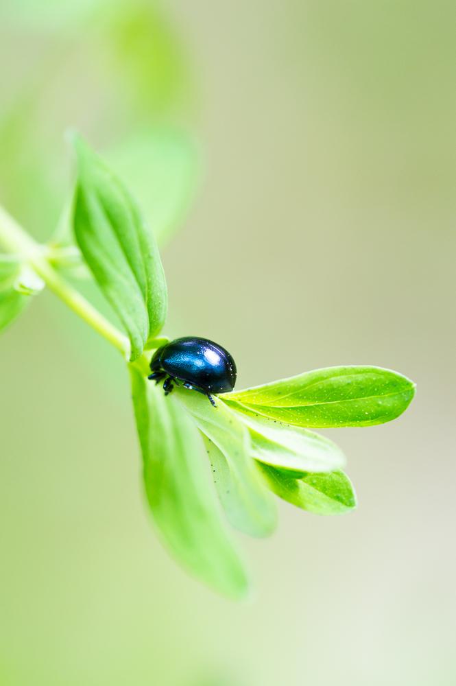 Himmelblaue Blattkfer Chrysolina coerula