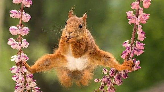 comedy-wildlife-geert-weggen-eichhoernch