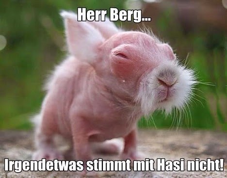 irgendwas stimmt mit hasi nicht