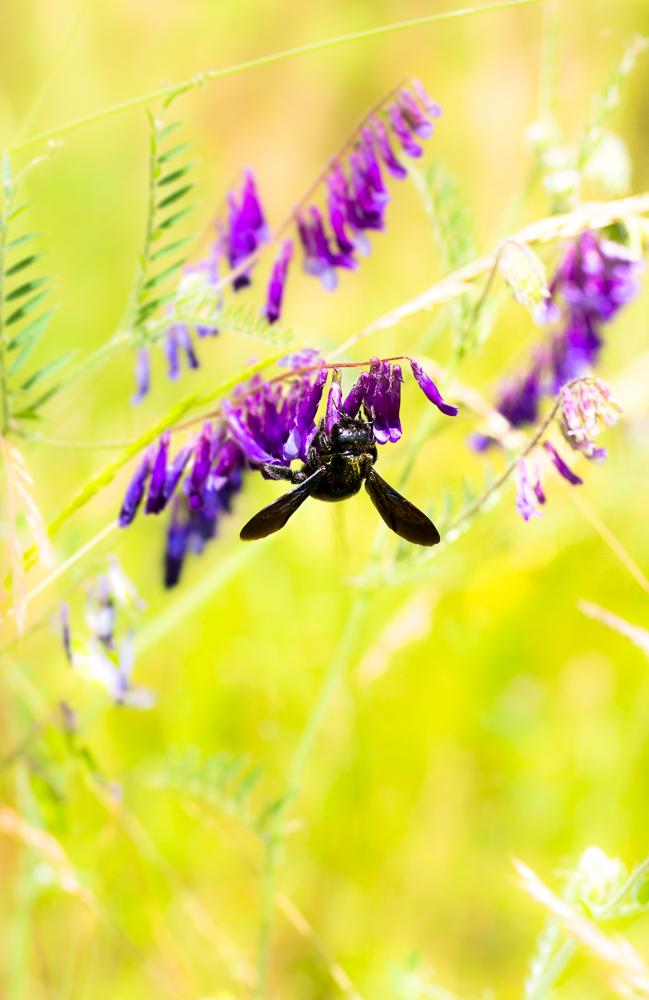 Grosse Holzbiene Xylocopa violacea