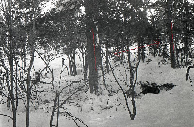 Dyatlov pass cedar tree 01 1