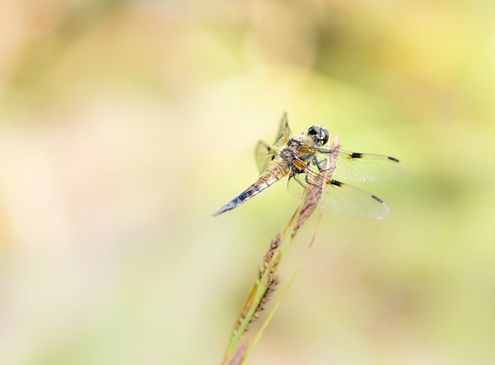  Vierfleck Libellula quadrimaculata-4