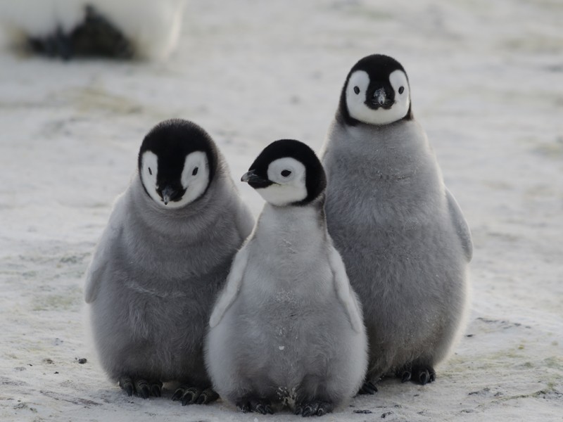 drei-fluffige-kaiserpinguin-kueken antan