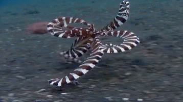octopus-mimic