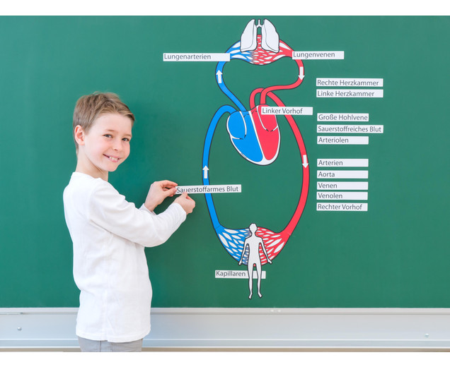 Blutkreislauf-magnetisch-89946 j-XL