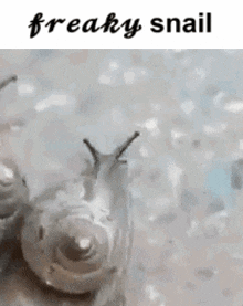 snail-freaky