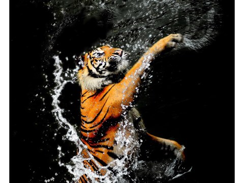 tiger-wasser-foto-l