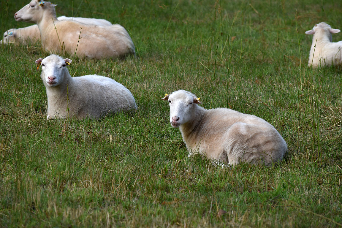 c85517c8-c619-4839-9dbb-b99bcd7ff19f