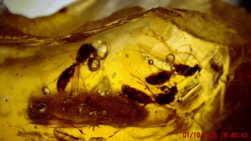 am2
