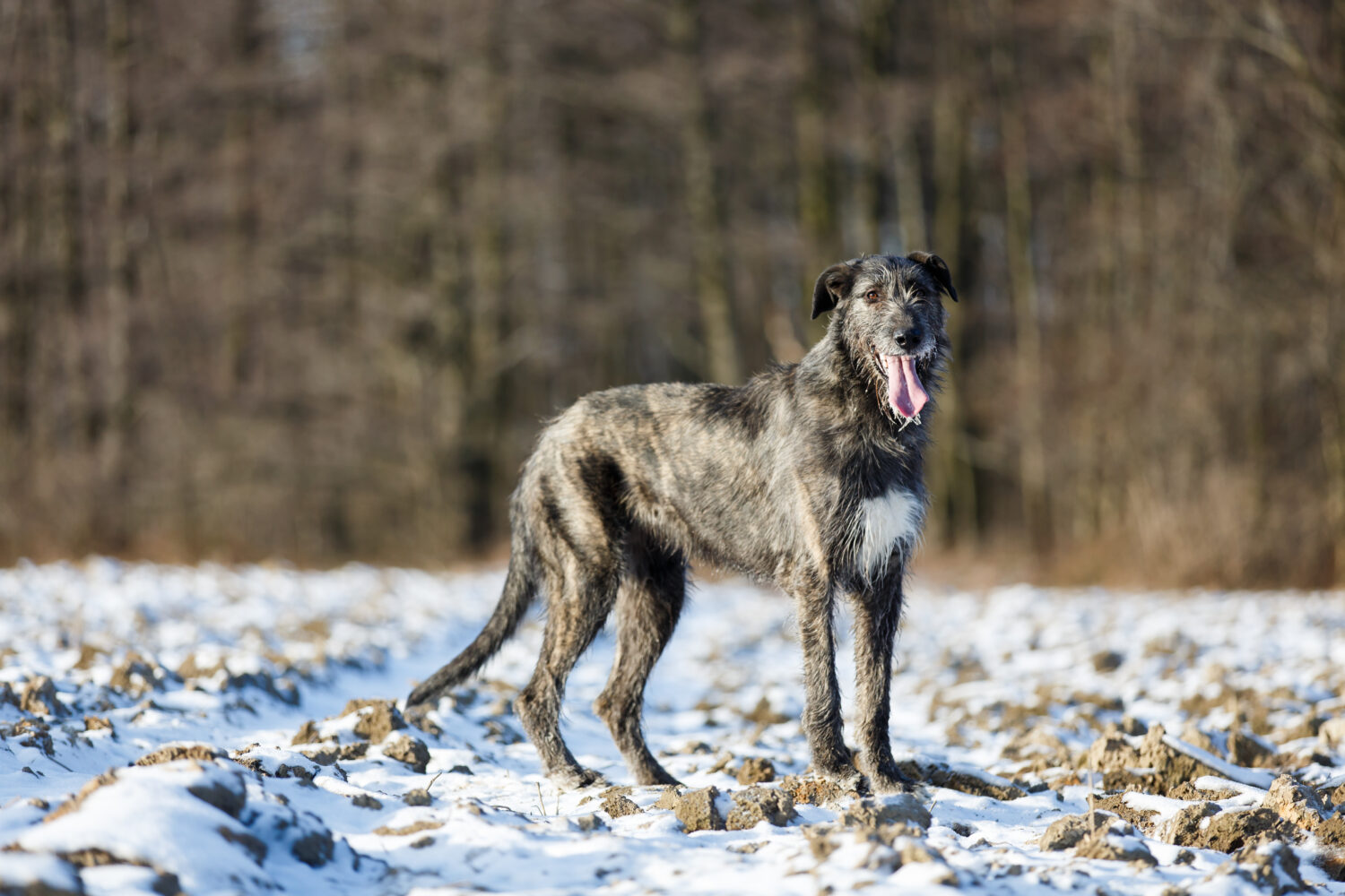 Irischer-Wolfshund-im-Schnee