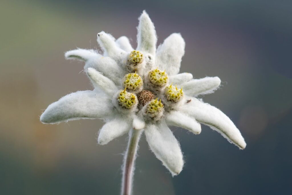 edelweiss-bluete-1024x683