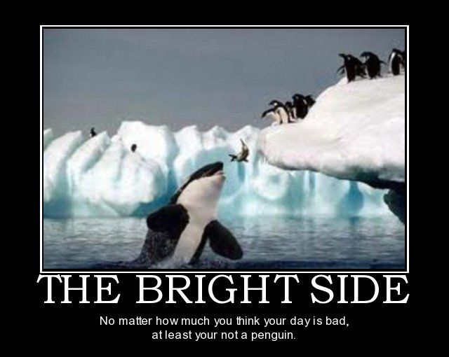 pinguin 1 ... - Copy