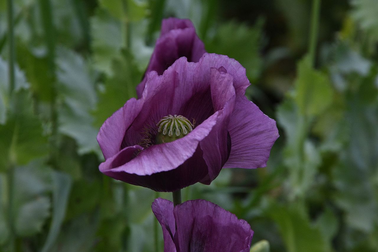 1280px-Papaver somniferum in Austria