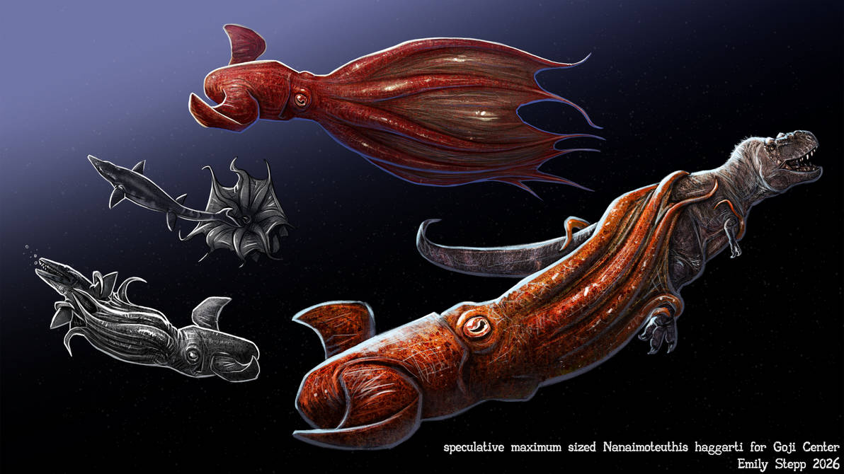nanaimoteuthis haggarti goji center conc