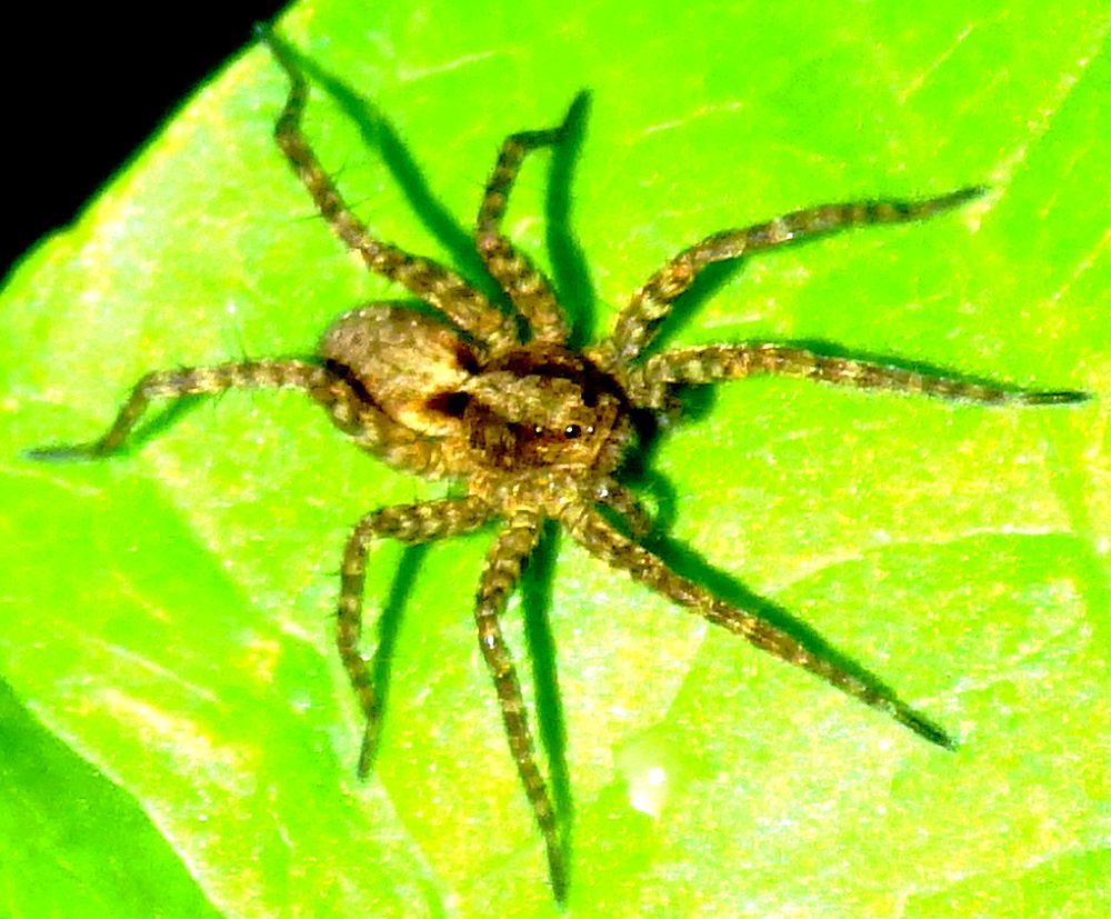  KK 7052 spider