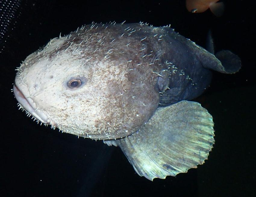 Blobfish 2