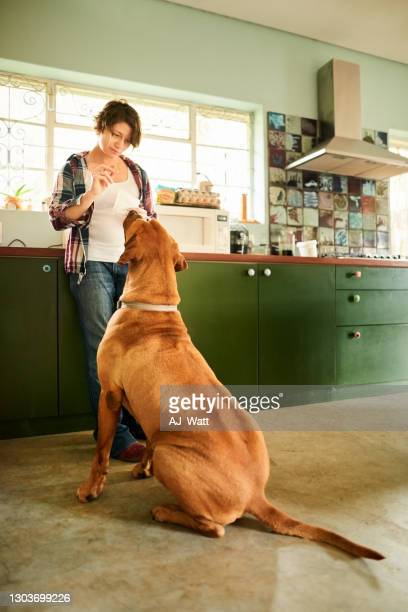 woman-feeding-treat-to-pet-dog-picture-i