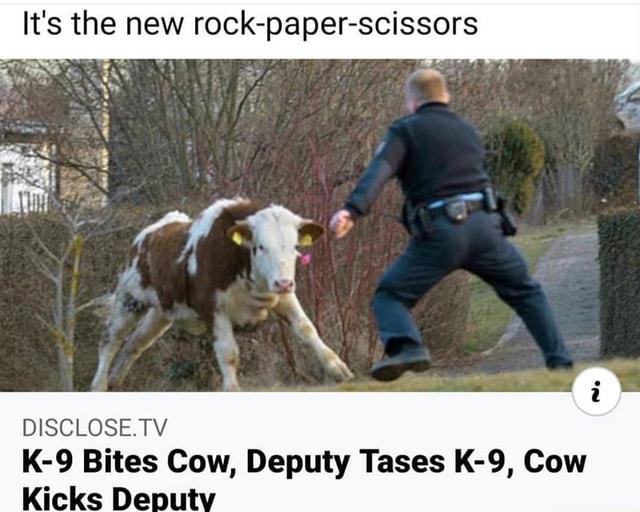 cow2