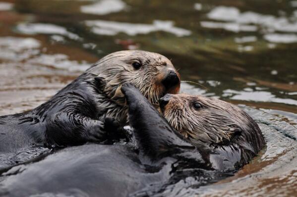 otter bromance - Copy
