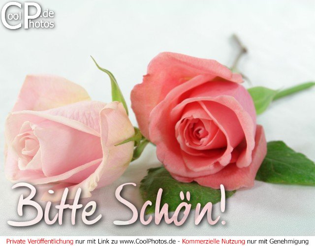 0229 06736 rosen bitte schoen