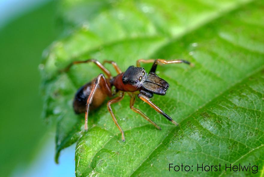 2019 Myrmarachne formicaria