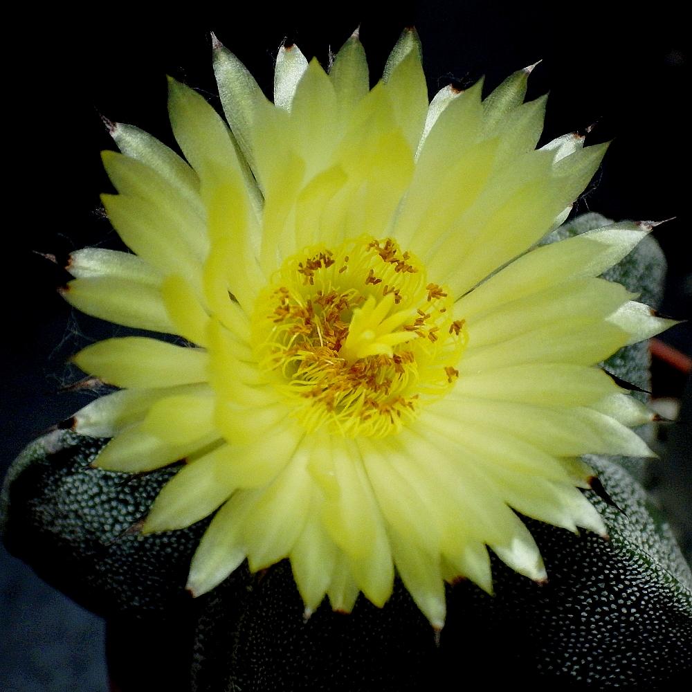  KK 0230 Astrophytum myriostigma