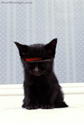 kitt cat 356456