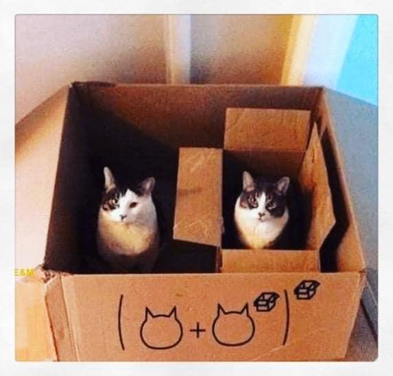 catbox