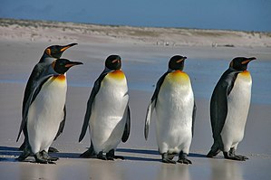 300px-Falkland Islands Penguins 36