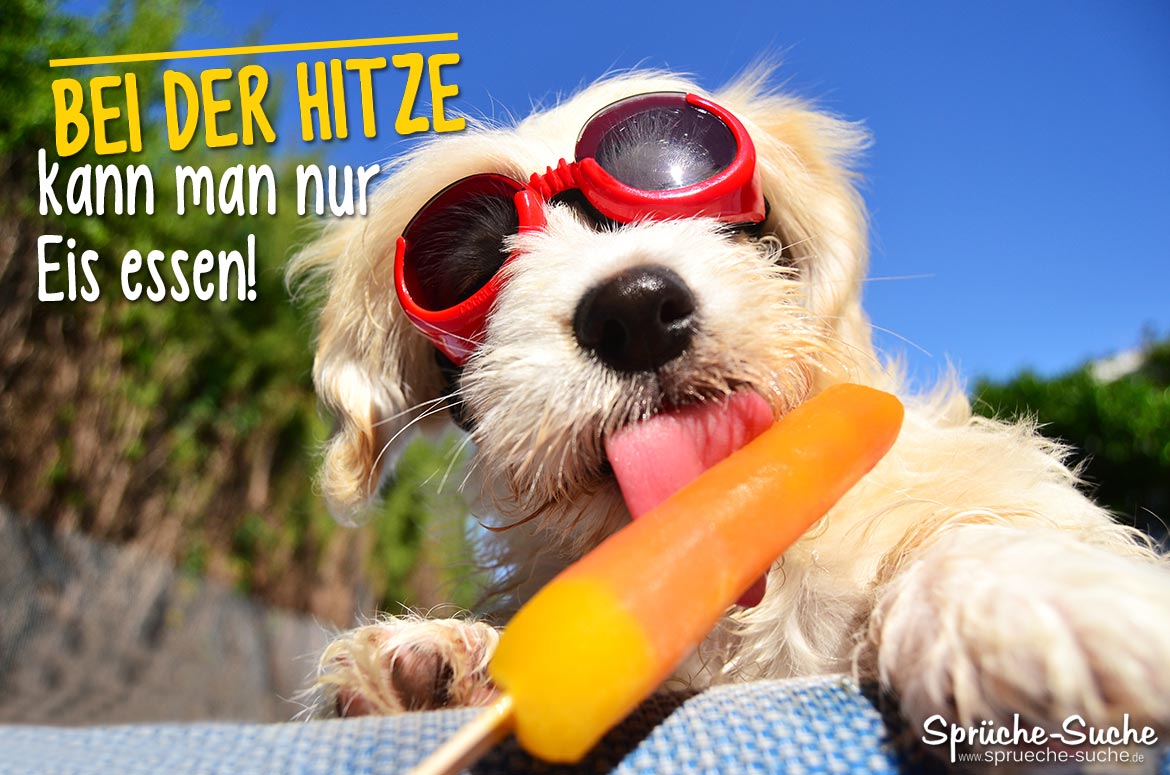 sommer-sprueche-hund-mit-eis