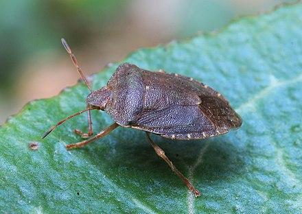 440px-Palomena prasina Green Shield Bug