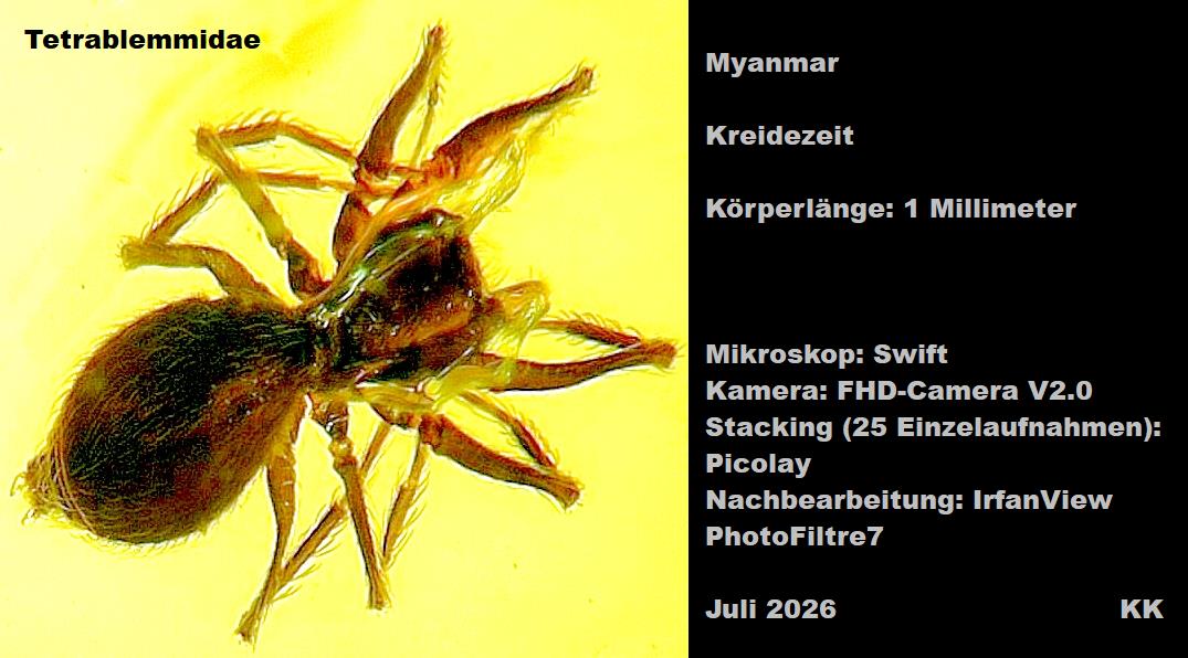 Vieraugenspinne