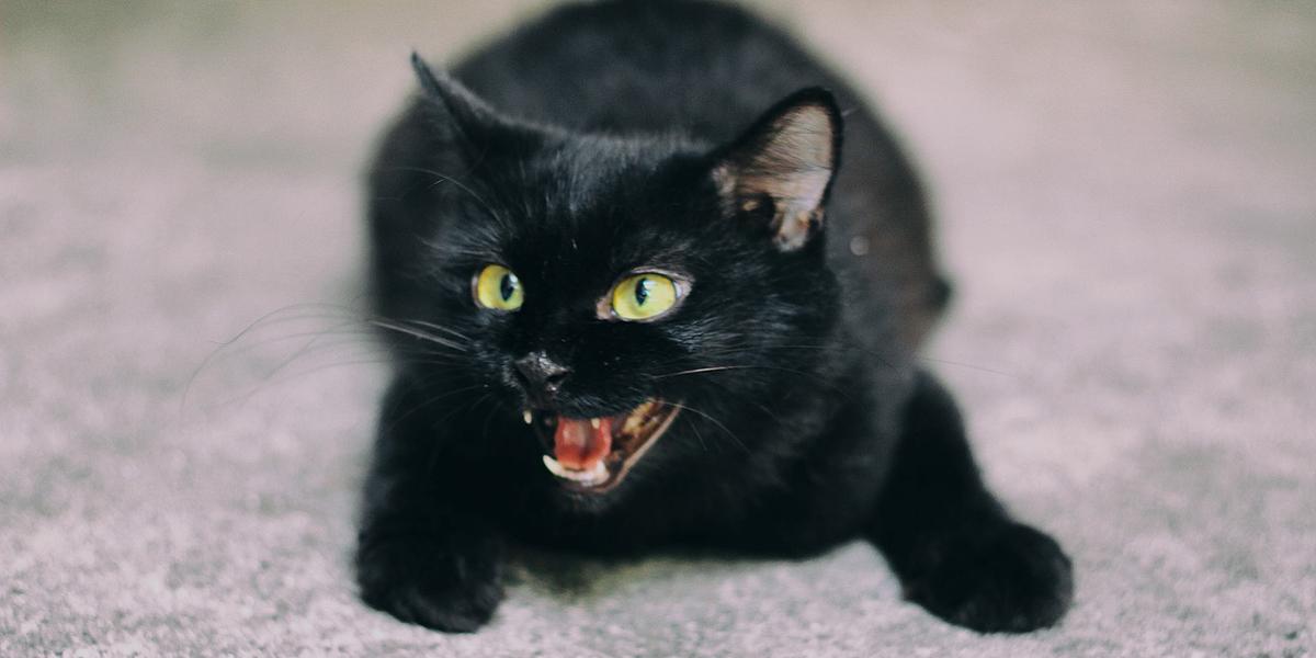 web3-black-cat-hiss-superstition-evil-sa