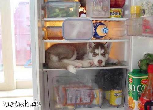 904-hund-im-kuehlschrank