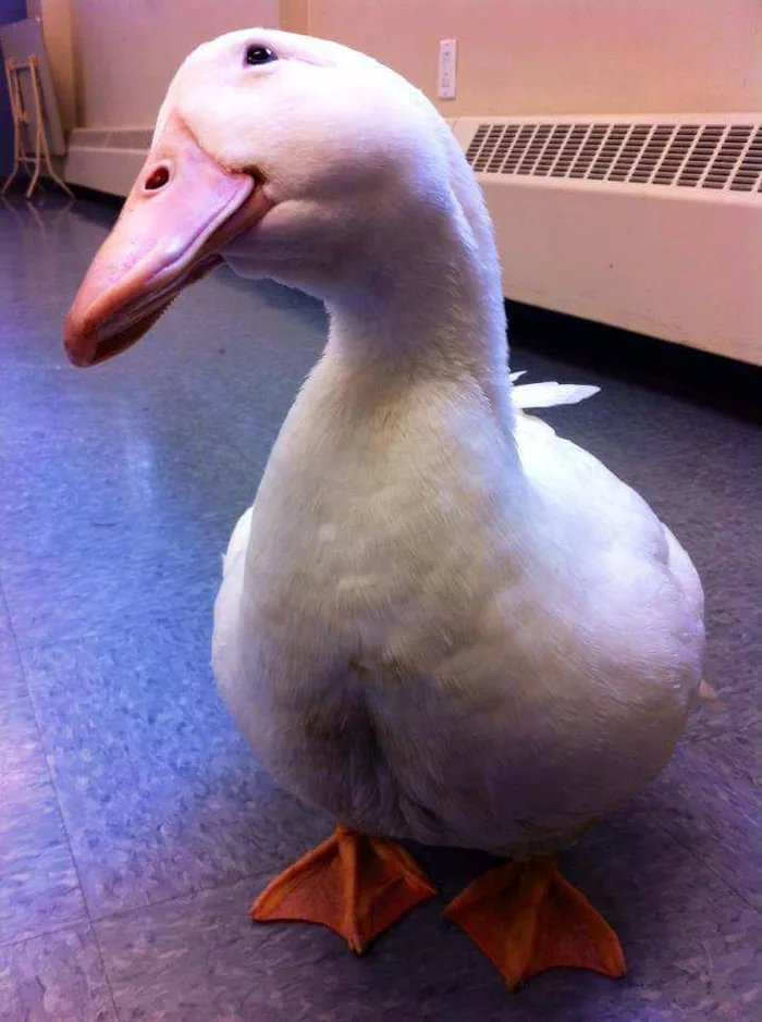 Fumos miese Spelunke This-ducks-dapper-smile