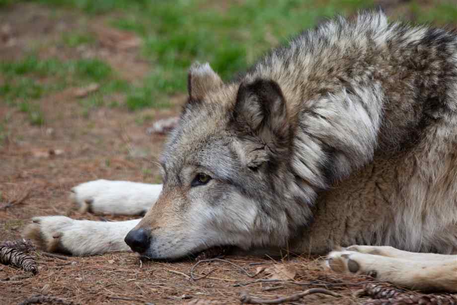 Grey Wolf Pictures