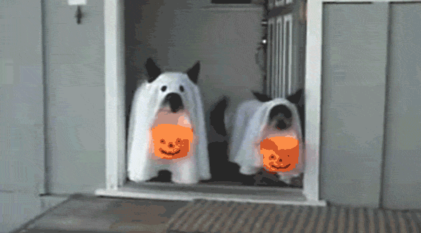 halloween-dog-costumes-129-57fdf6cbcd2cc