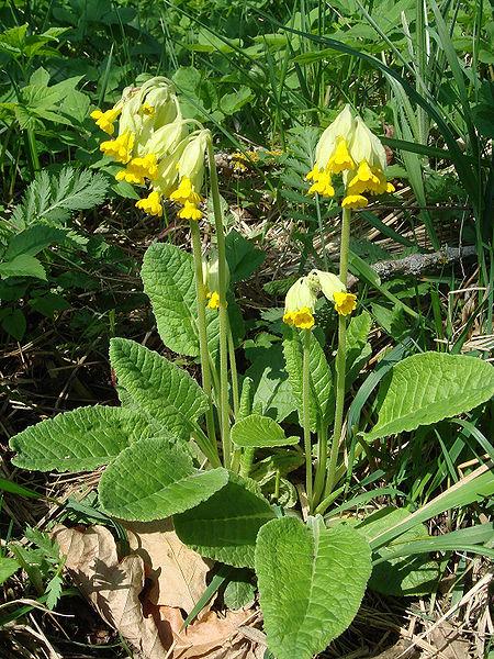 450px-Primula veris 0x