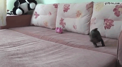0 dachshund spring