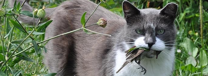 marra cat wars 2 - Copy