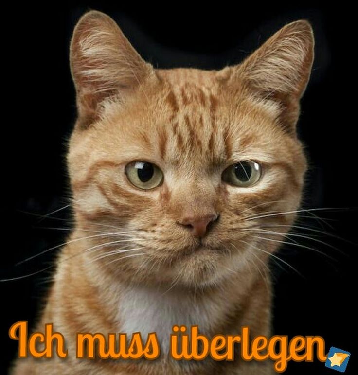 Cat ich muss berlegen