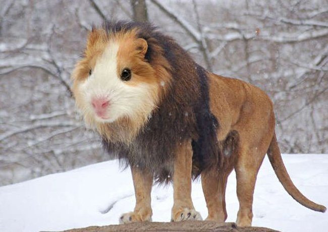 lion-guinea-pig-hybrid