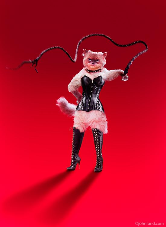 Cat-Dominatrix