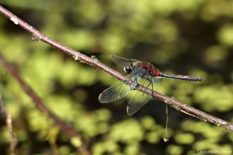 leu rubicunda male img 7236