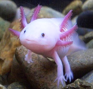 axolotl-white